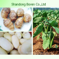 100% Natural Hight Quality Fresh Taro Hot Selling